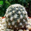 Pediocactus _bradyi _SB470 _07